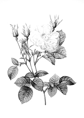 Vintage Floral Engraving