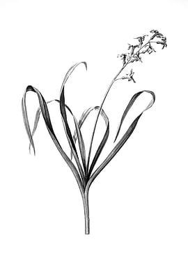 Vintage Floral Engraving