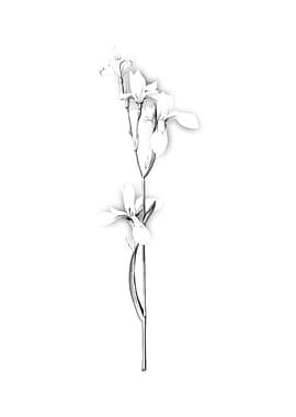 Vintage Floral Engraving