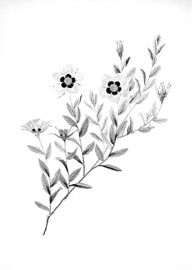 Vintage Engraved Botanical