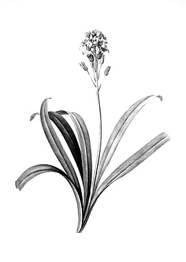 Vintage Floral Engraving