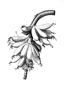 Vintage Floral Engraving