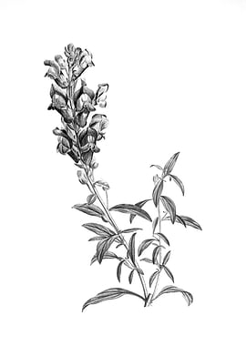 Vintage Engraved Botanical