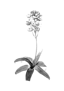 Vintage Engraved Floral