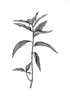 Antique Engraved Floral