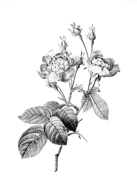 Vintage Engraved Botanical