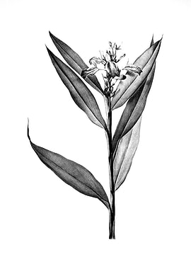 Vintage Floral Engraving