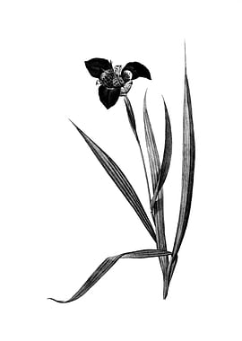 Vintage Engraved Floral