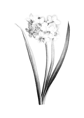 Vintage Floral Engraving