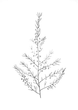 Vintage Floral Engraving