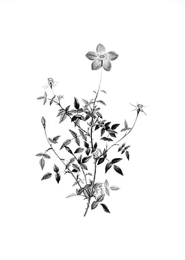 Vintage Floral Engraving