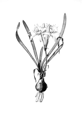 Vintage Floral Engraving