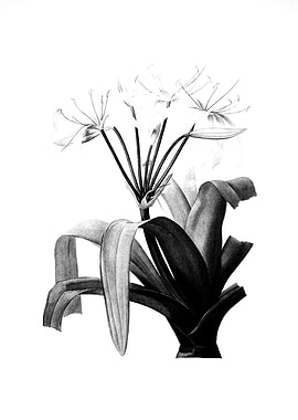 Antique Engraved Floral