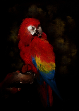 Macaw on a branch