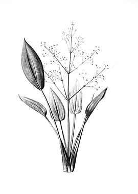 Vintage Floral Engraving