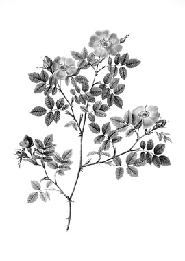 Vintage Floral Engraving