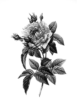 Antique Engraved Floral