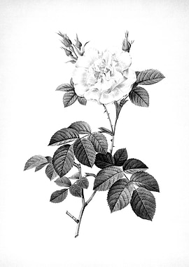 Vintage Floral Engraving