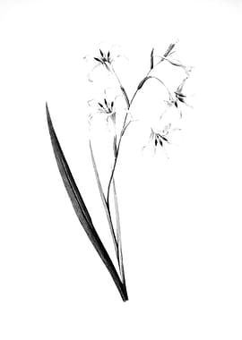 Vintage Engraved Botanical