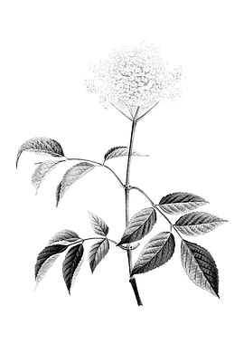 Vintage Engraved Botanical