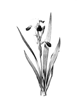 Vintage Engraved Floral