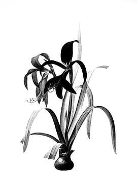 Vintage Floral Engraving