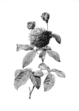 Vintage Floral Engraving