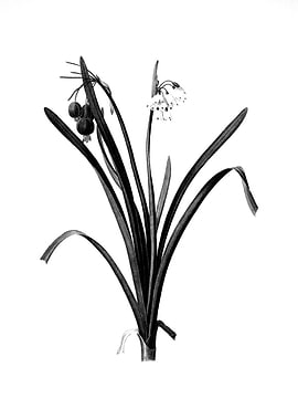 Vintage Engraved Floral