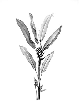 Vintage Floral Engraving