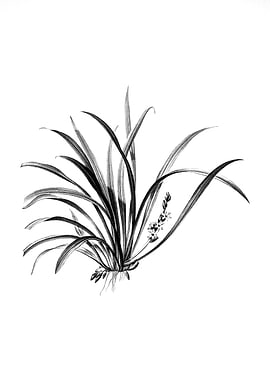 Vintage Engraved Botanical