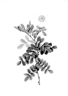 Antique Engraved Floral