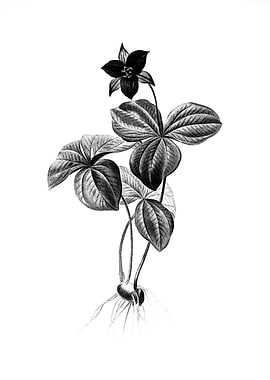 Vintage Engraved Botanical