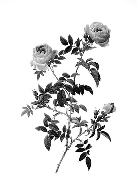 Vintage Engraved Botanical