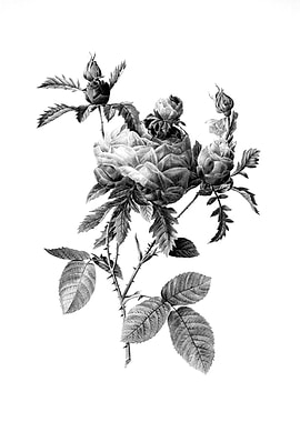 Vintage Engraved Botanical