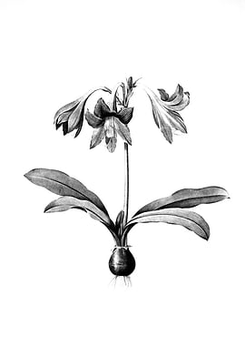 Vintage Floral Engraving