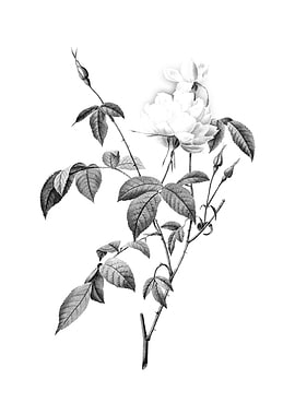 Vintage Floral Engraving