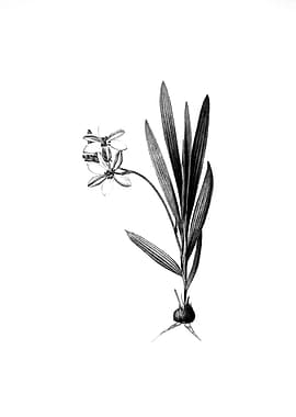 Vintage Engraved Botanical