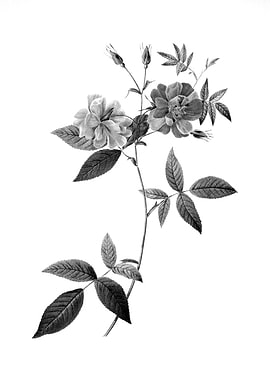 Antique Engraved Floral