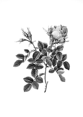 Vintage Floral Engraving