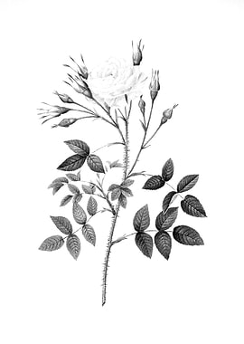 Vintage Floral Engraving