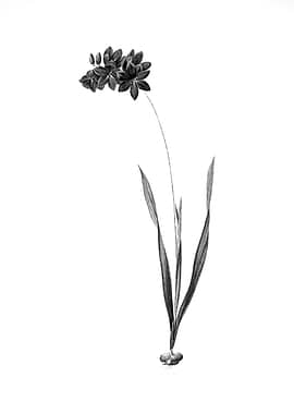 Vintage Engraved Floral