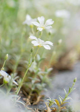 soft pastel beauties