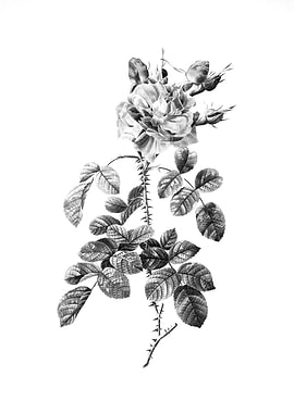 Vintage Engraved Botanical