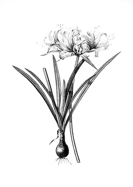 Vintage Floral Engraving