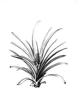 Vintage Floral Engraving