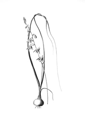 Vintage Floral Engraving