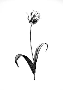 Antique Engraved Floral