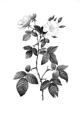 Vintage Engraved Botanical