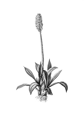 Vintage Engraved Floral