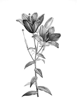 Vintage Floral Engraving